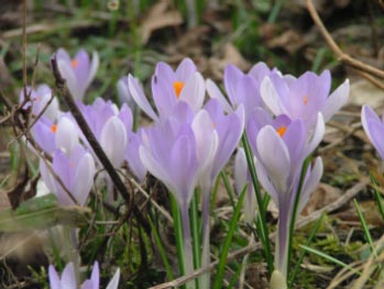 Crocus tommasinianus 'Barr's Purple' bestellen